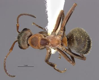 Media type: image;   Entomology 34624 Aspect: habitus dorsal view